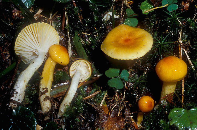 Tempo di gambi.......(quiz)